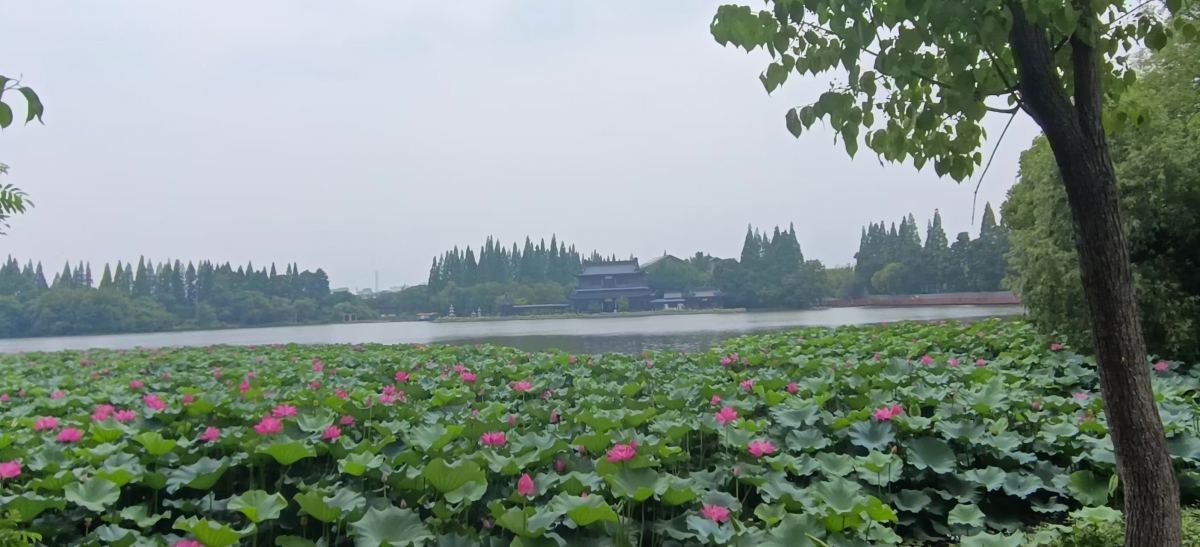 千年雨未歇，金山荷又开