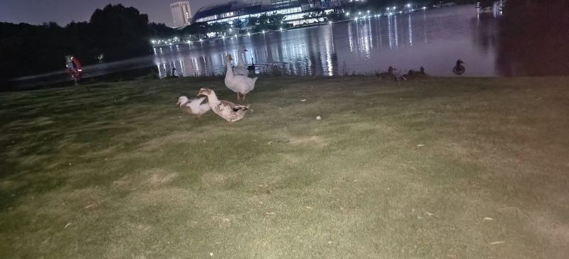 鹅鹅们在大声密谋怎么赢下鹅鸭杀