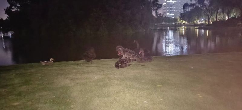 鹅鹅们在大声密谋怎么赢下鹅鸭杀