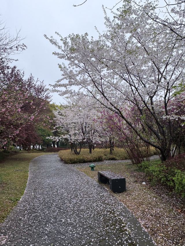 落花有意 流水无情