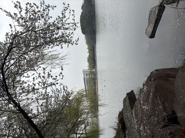 落花有意 流水无情