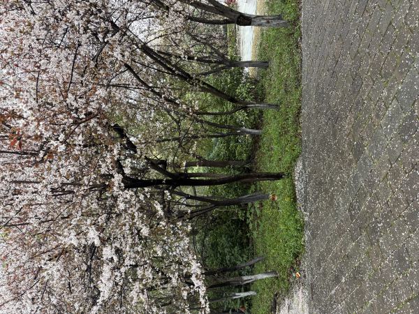 落花有意 流水无情
