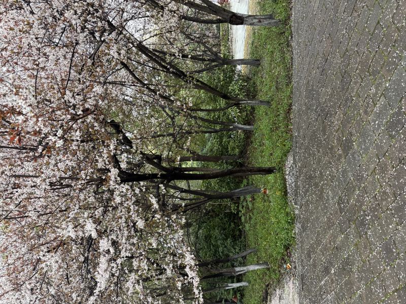 落花有意 流水无情