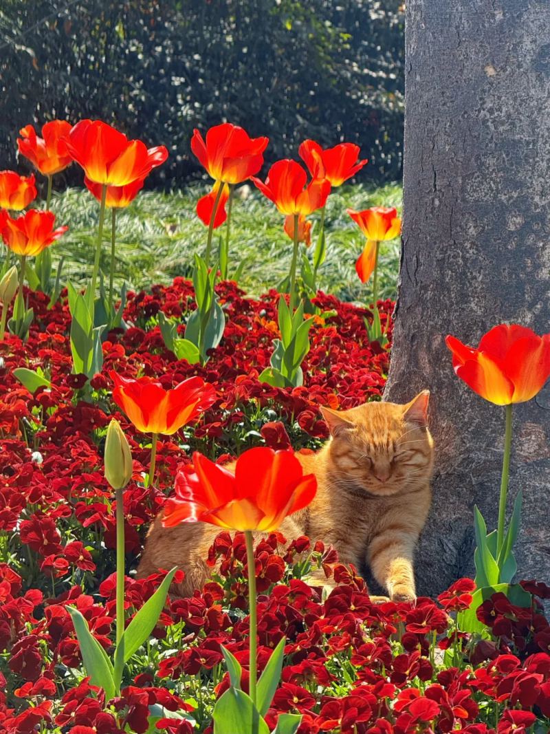 春眠不觉晓，猫卧花丛中
