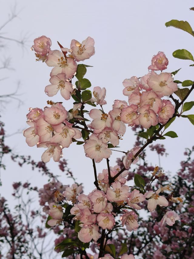 雨后浪漫