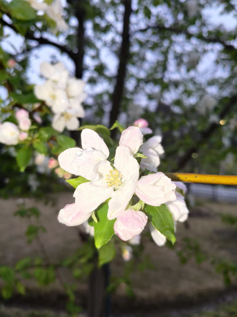 雨后浪漫