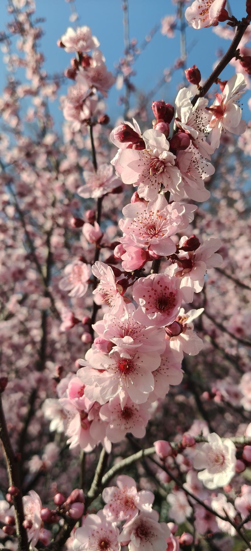 花儿