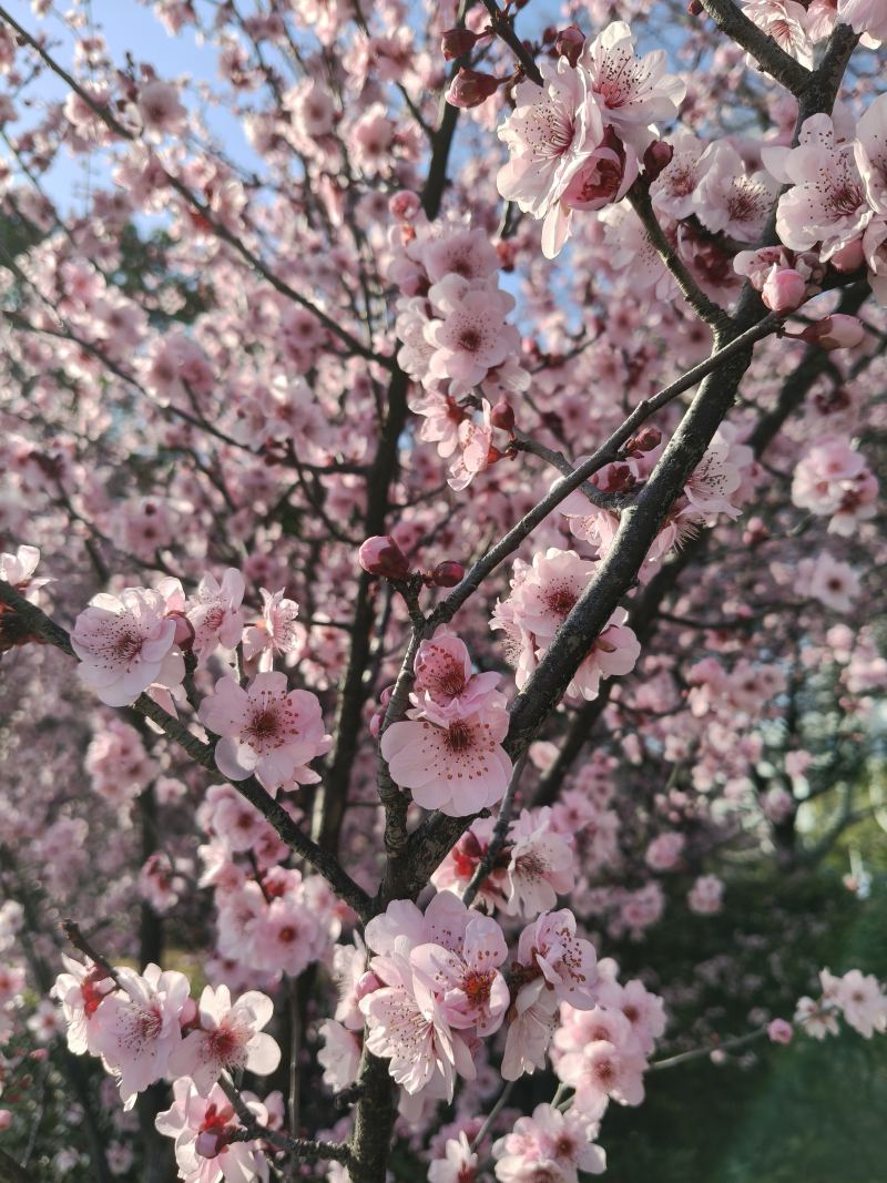花儿
