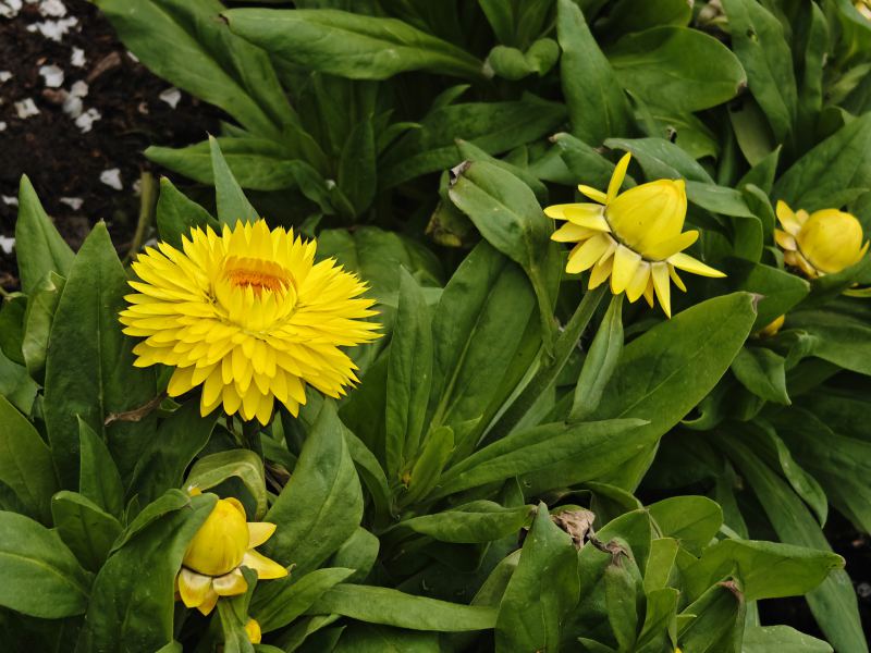 花