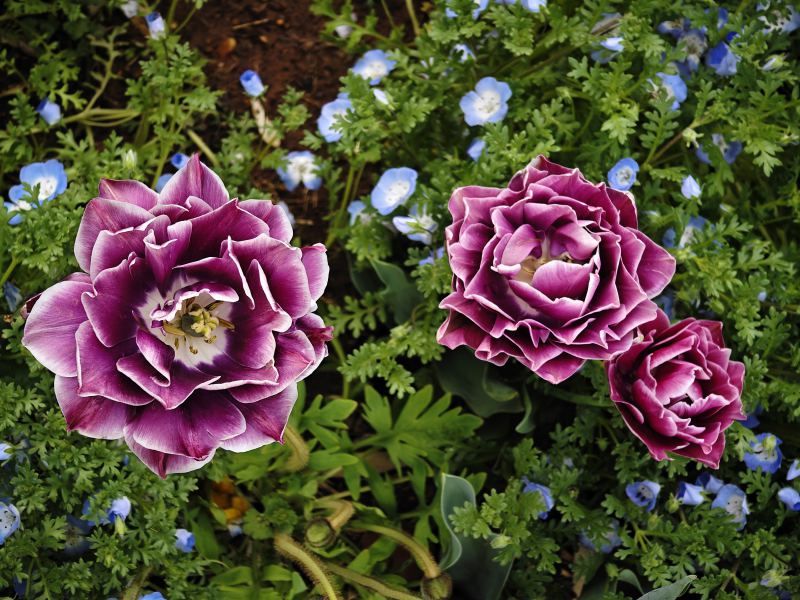 花