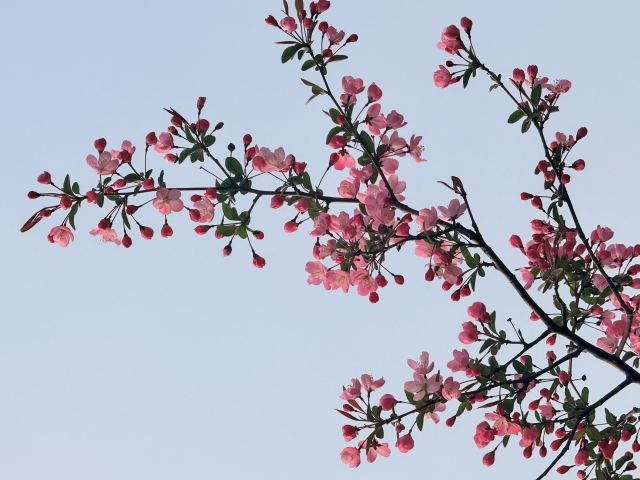 东华海棠